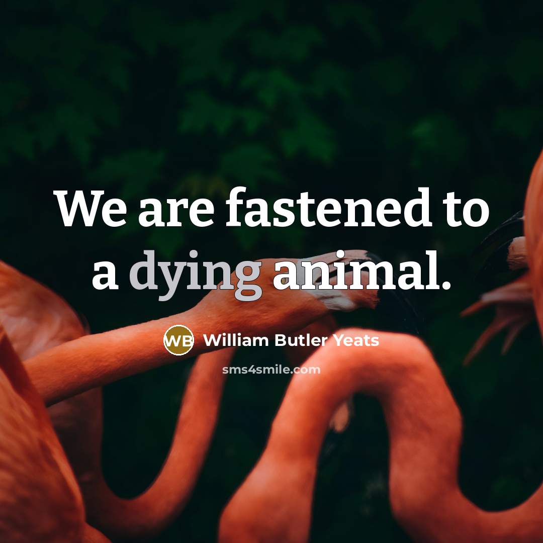 “We are fastened to a dying animal.…” quote by William Butler Yeats