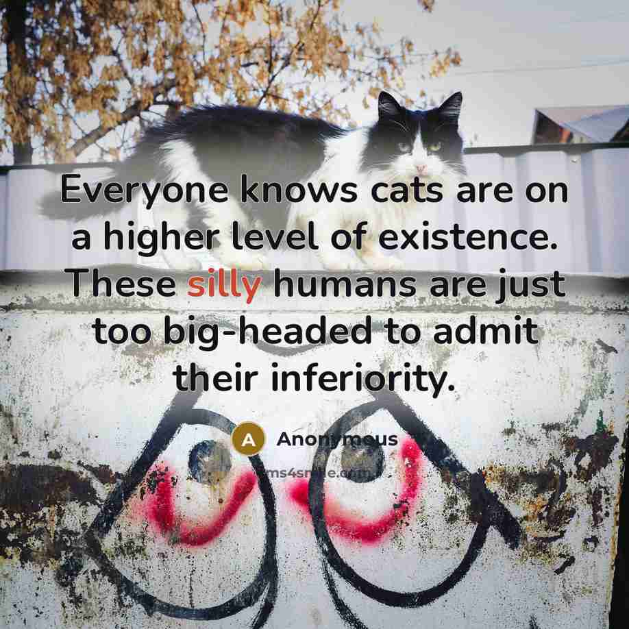 “Everyone knows cats are on a higher level of existence.…” quote by Anonymous