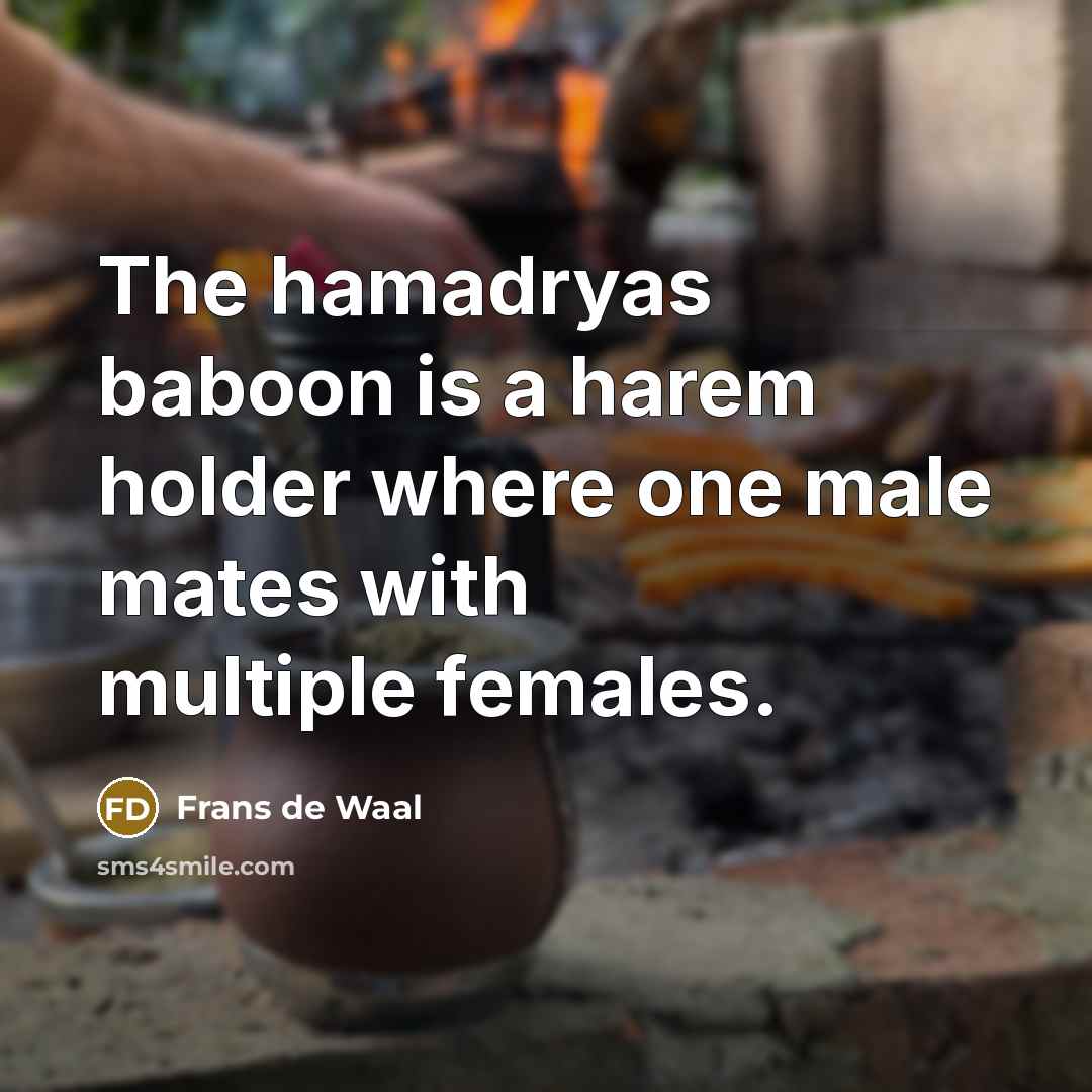 “The hamadryas baboon is a harem holder where one male…” quote by Frans de Waal