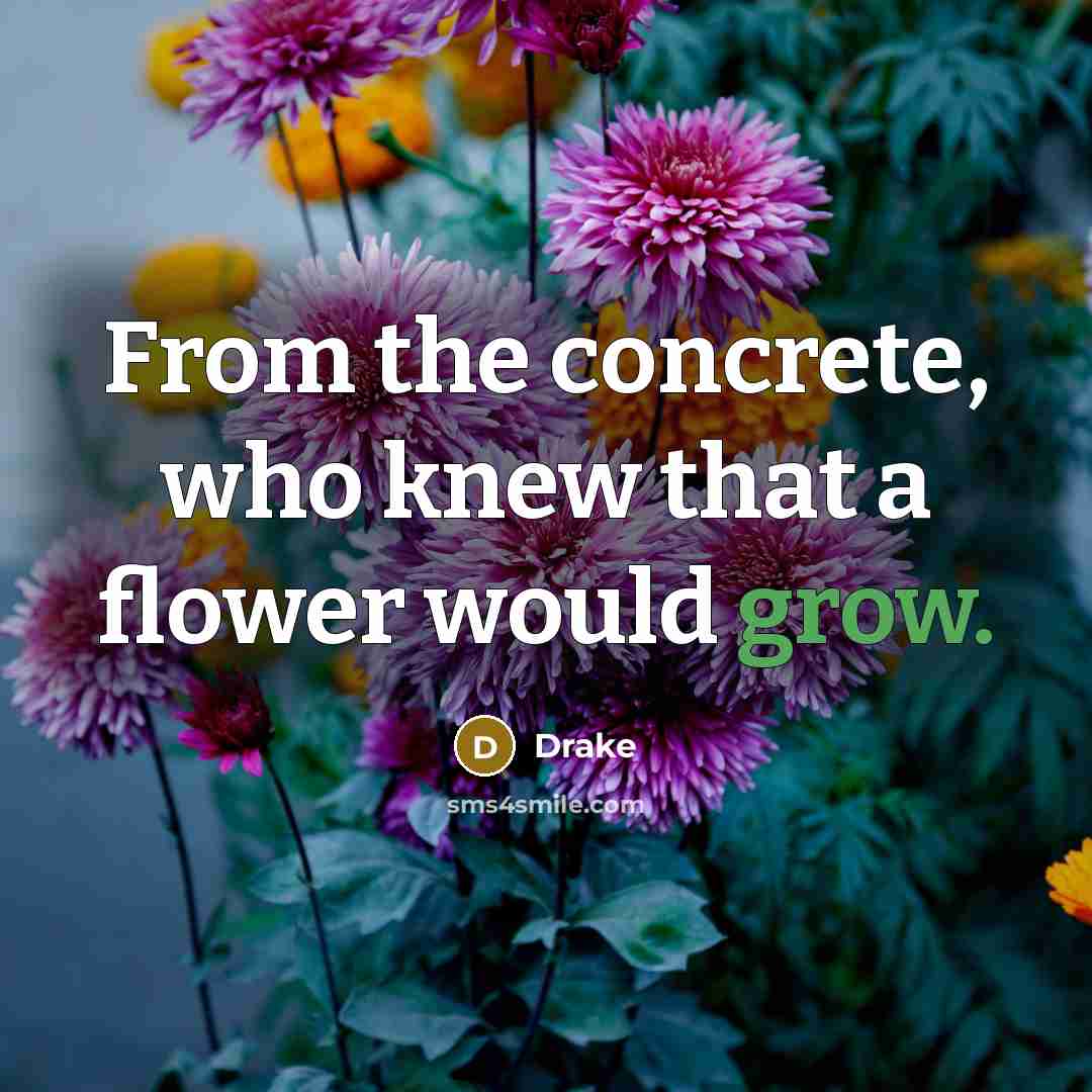 “From the concrete, who knew that a flower would grow.…” quote by Drake