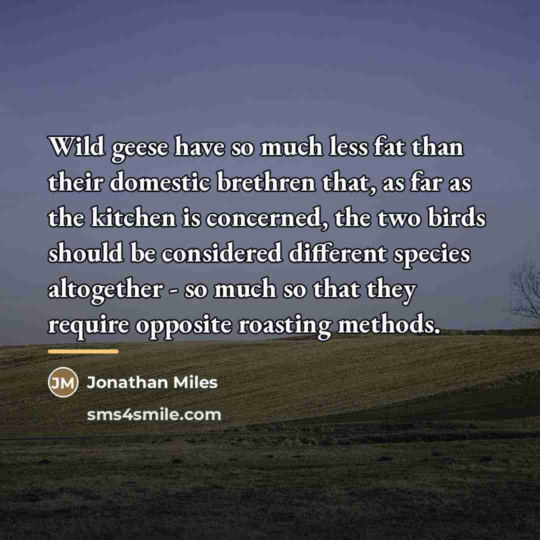 “Wild geese have so much less fat than their domestic…” quote by Jonathan Miles