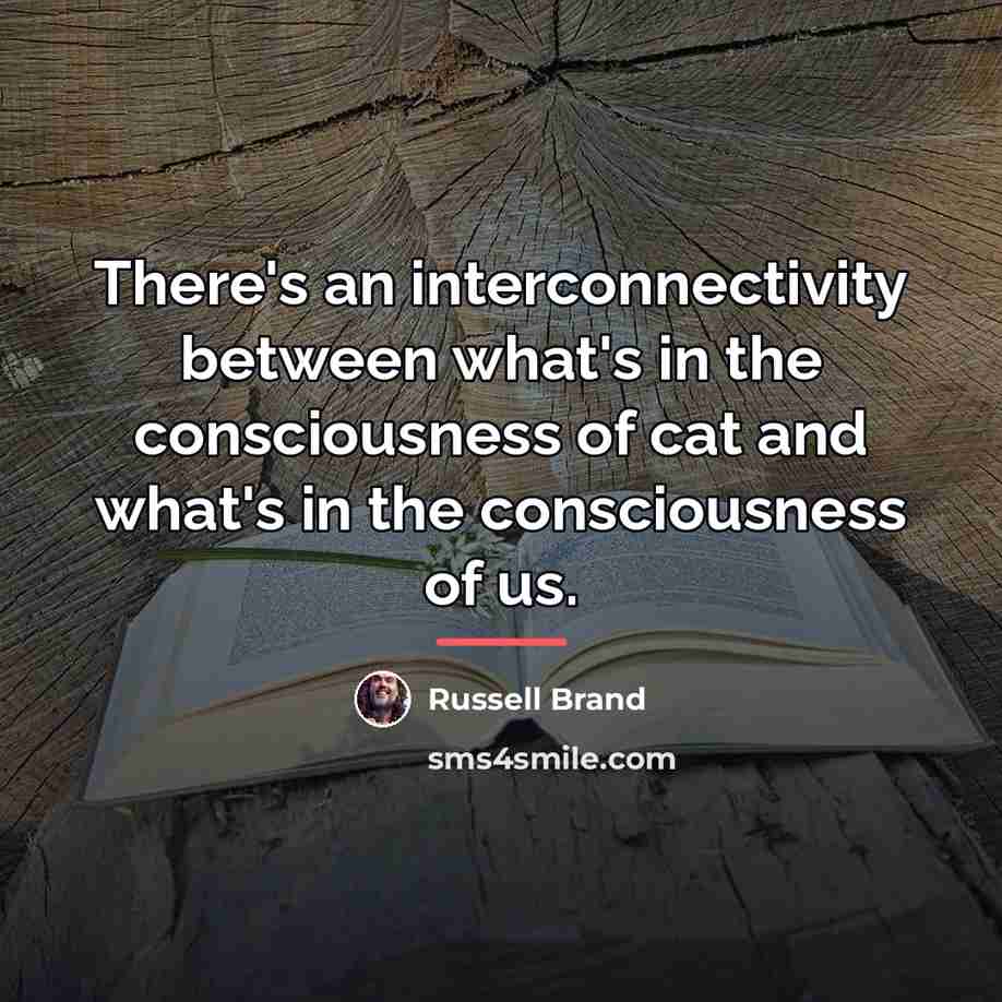 “There's an interconnectivity between what's in the consciousness of cat…” quote by Russell Brand