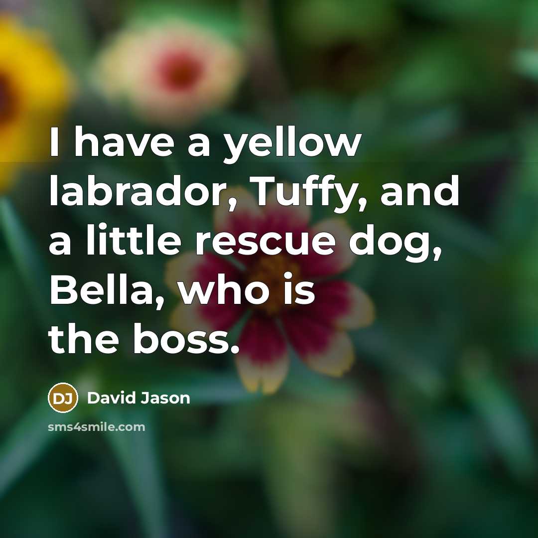 “I have a yellow labrador, Tuffy, and a little rescue…” quote by David Jason