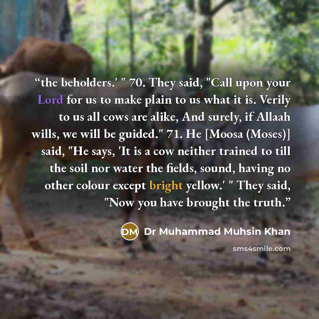 “the beholders.' " 70. They said, "Call upon your Lord for us to make plain to us what it is. Verily to us all cows are alike, And surely, if Allaah wills, we will be guided." 71. He [Moosa (Moses)] said, "He says, 'It is a cow neither trained to till the soil nor water the fields, sound, having no…” quote by Dr Muhammad Muhsin Khan