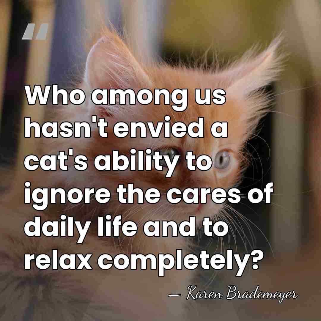Who among us hasn't envied a cat's ability to ignore the cares&hellip; - Karen Brademeyer