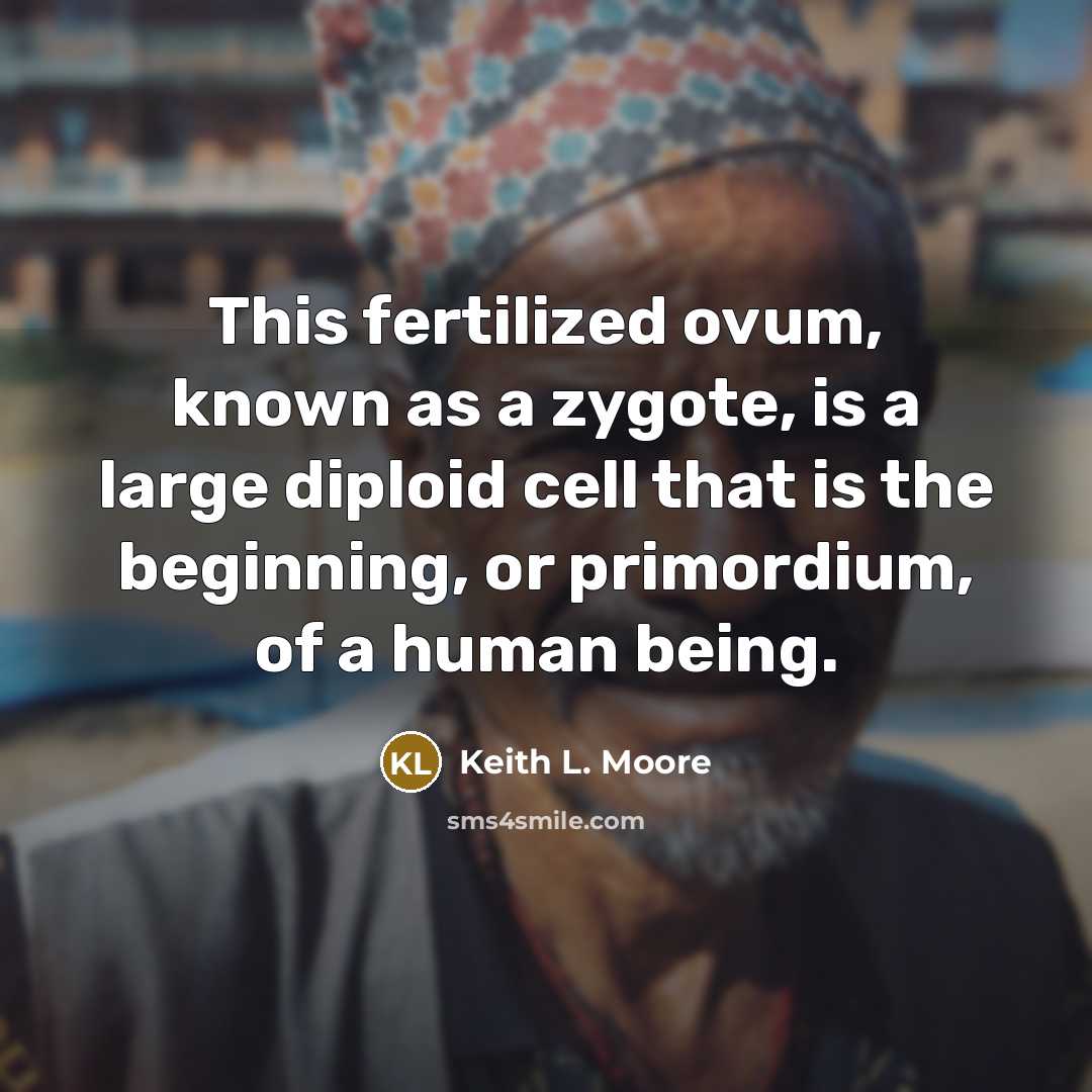 “This fertilized ovum, known as a zygote, is a large…” quote by Keith L. Moore