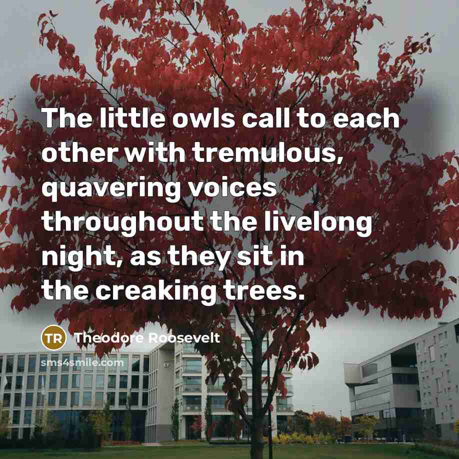 “The little owls call to each other with tremulous, quavering…” quote by Theodore Roosevelt