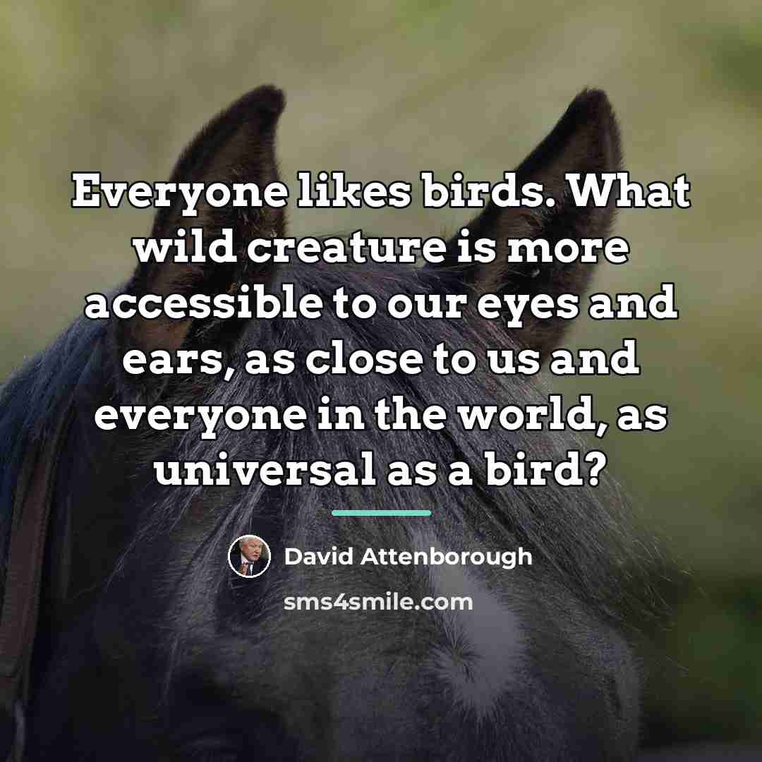 “Everyone likes birds. What wild creature is more accessible to…” quote by David Attenborough