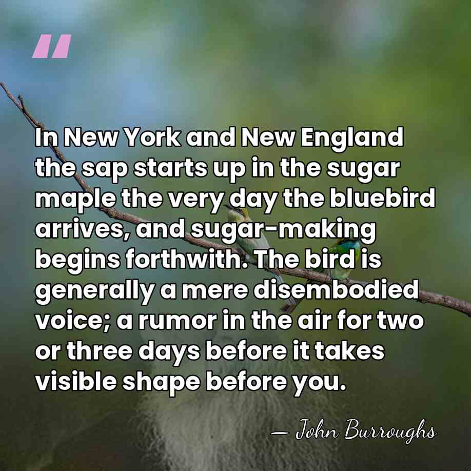 In New York and New England the sap starts up in the&hellip; - John Burroughs