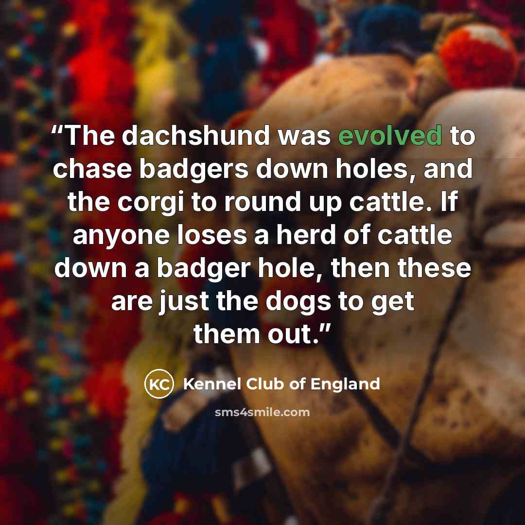 “The dachshund was evolved to chase badgers down holes, and the corgi to round up cattle. If anyone loses a herd of cattle down a badger hole, then these are just the dogs to get them out.” quote by Kennel Club of England