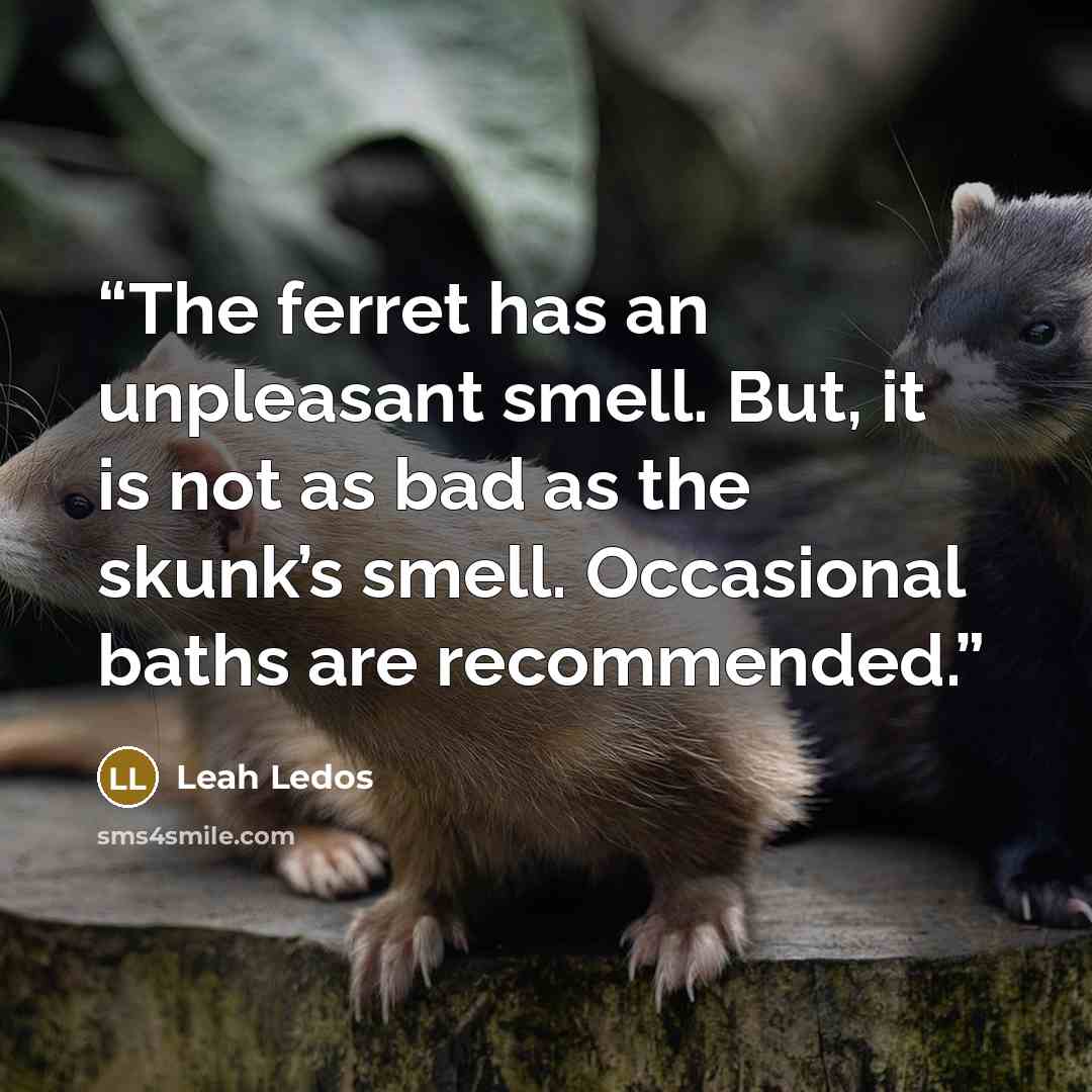 “The ferret has an unpleasant smell. But, it is not as bad as the skunk’s smell. Occasional baths are recommended.” quote by Leah Ledos