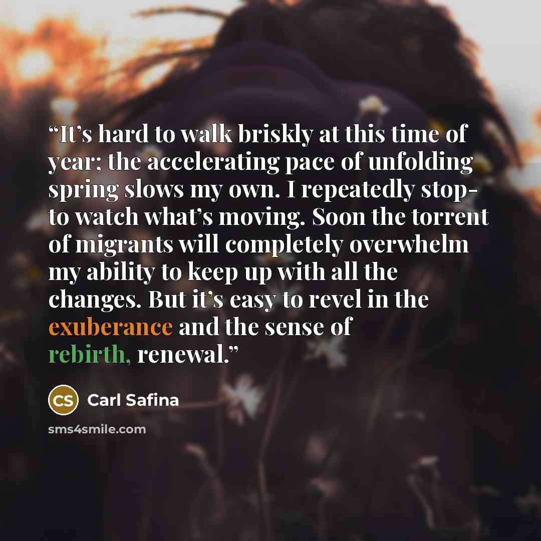 “It’s hard to walk briskly at this time of year; the accelerating pace of unfolding spring slows my own. I repeatedly stop- to watch what’s moving. Soon the torrent of migrants will completely overwhelm my ability to keep up with all the changes. But it’s easy to revel in the exuberance and the…” quote by Carl Safina