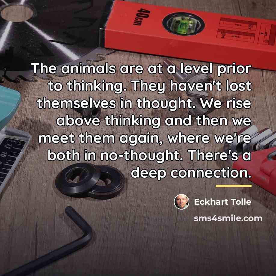 “The animals are at a level prior to thinking. They…” quote by Eckhart Tolle