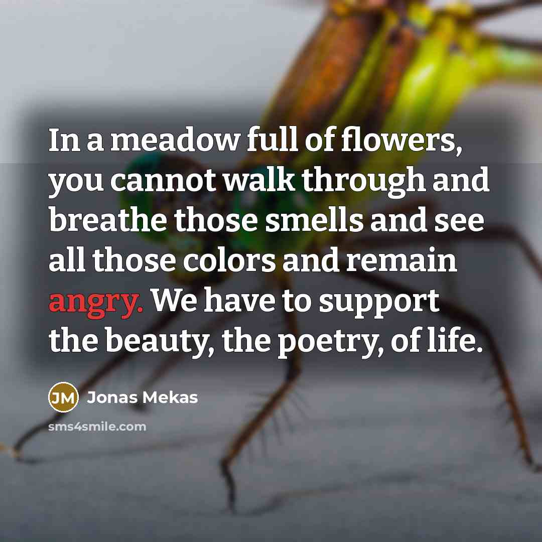 “In a meadow full of flowers, you cannot walk through…” quote by Jonas Mekas