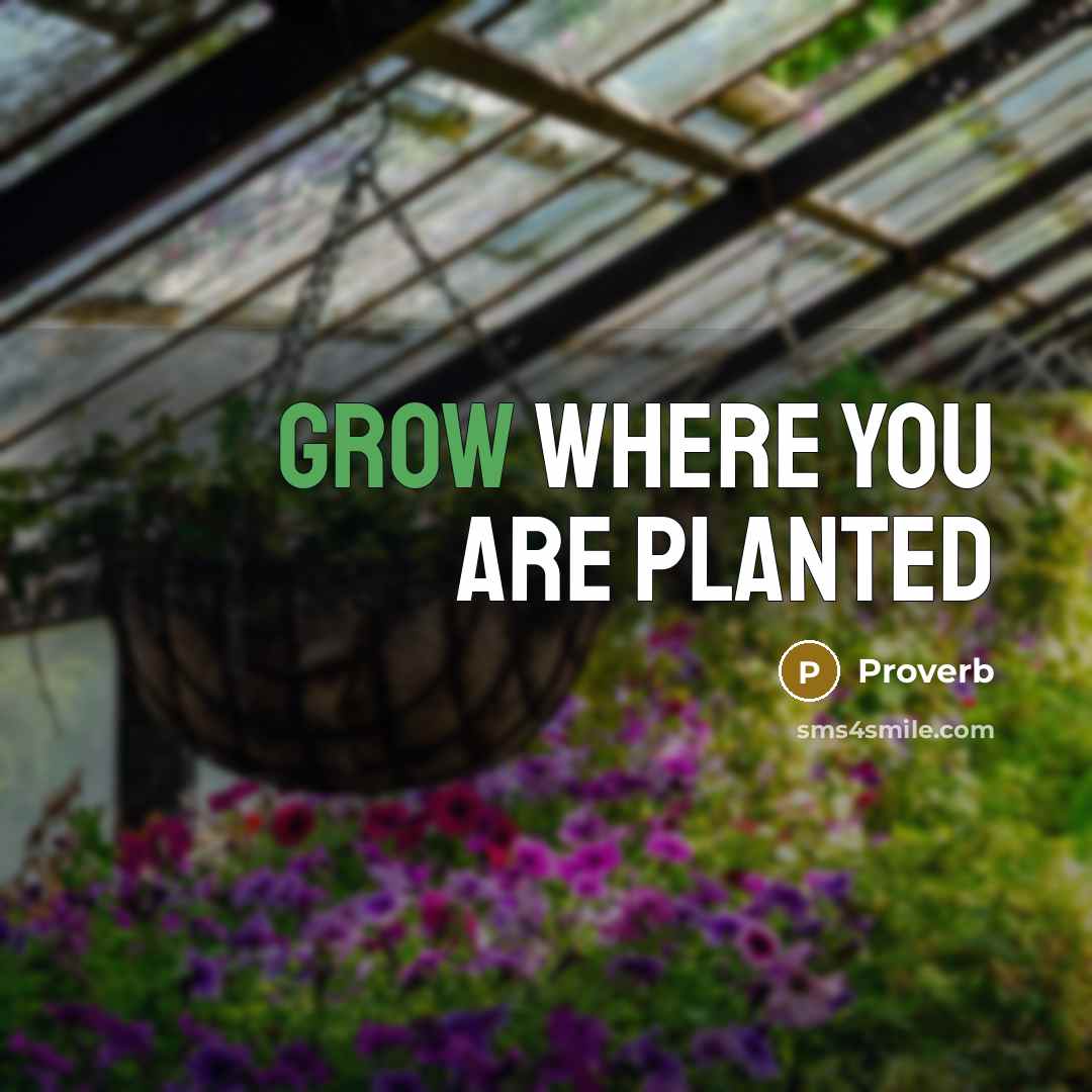 “Grow where you are planted” quote by Proverb