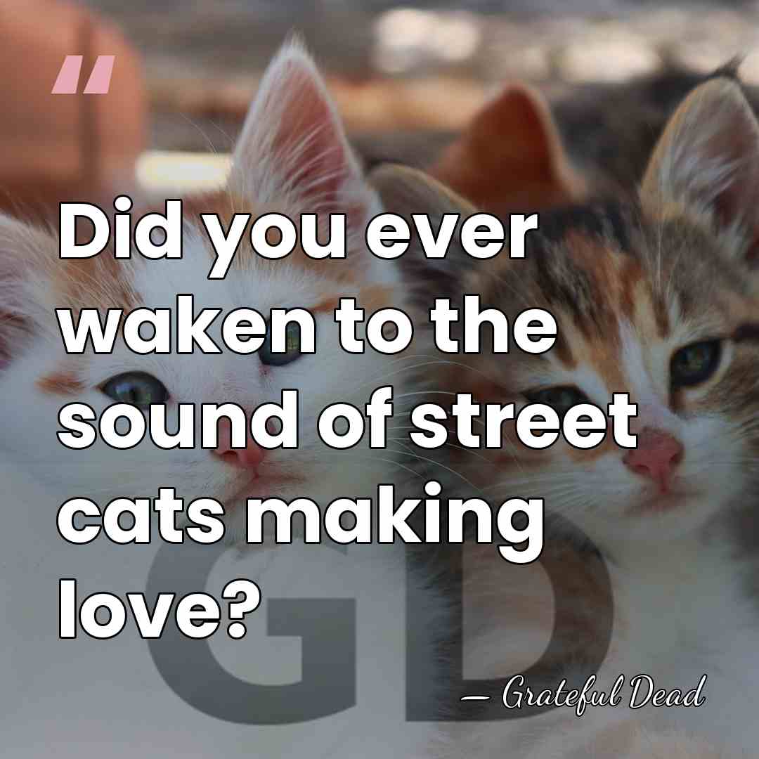 Did you ever waken to the sound of street cats making love? - Grateful Dead