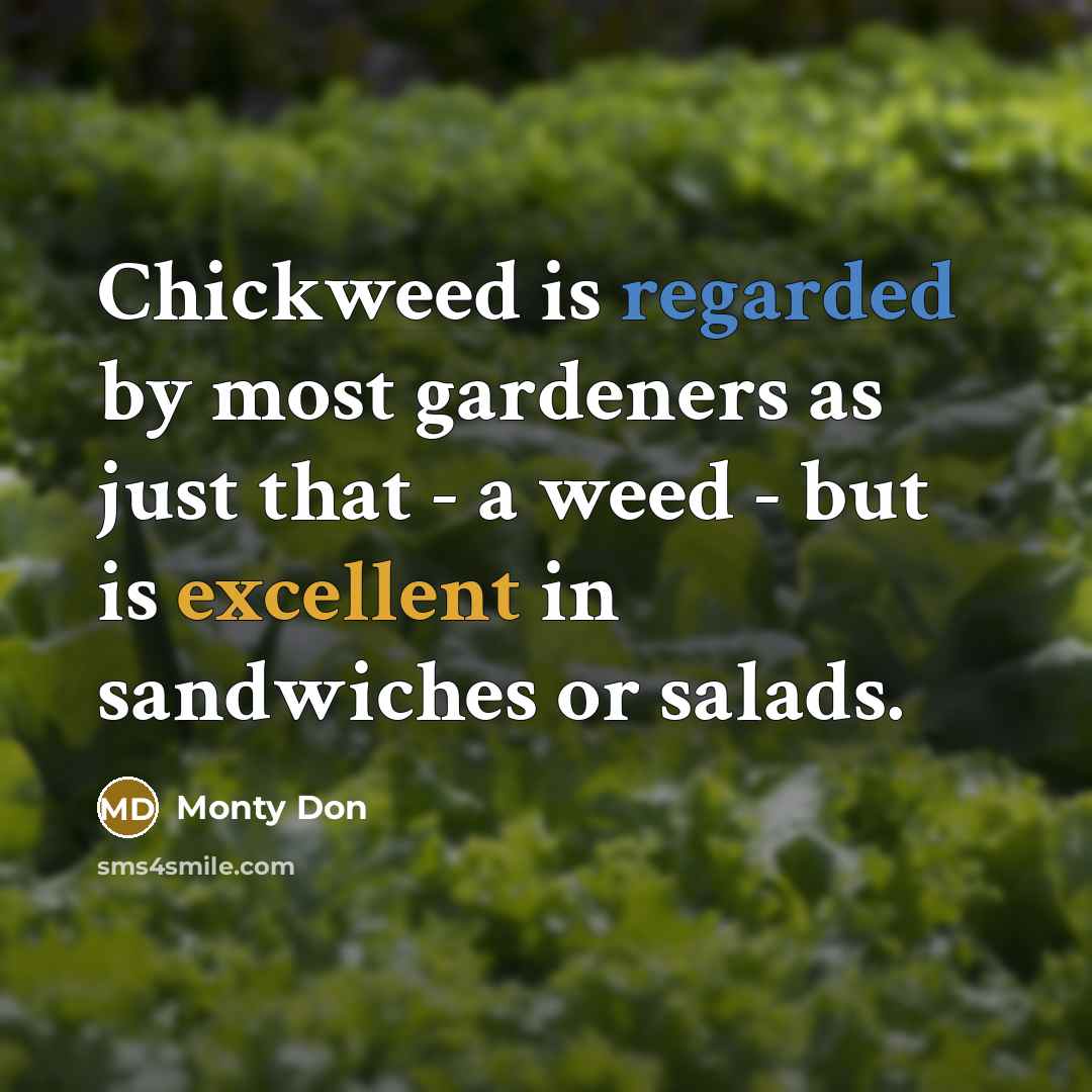 “Chickweed is regarded by most gardeners as just that - a weed - but is excellent in sandwiches or salads.” quote by Monty Don
