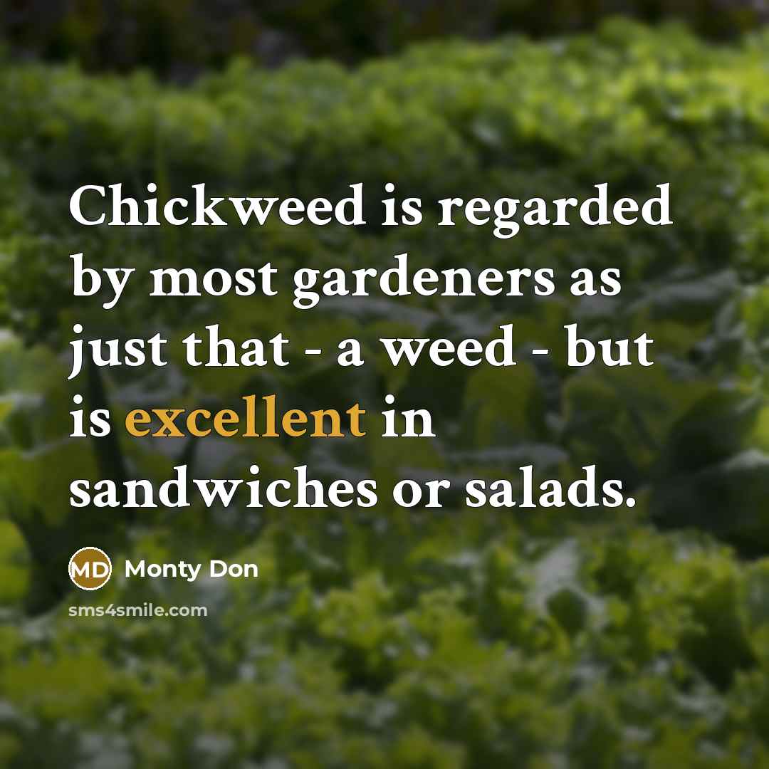 “Chickweed is regarded by most gardeners as just that -…” quote by Monty Don