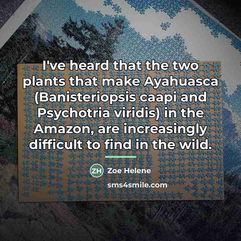 “I've heard that the two plants that make Ayahuasca (Banisteriopsis…” quote by Zoe Helene