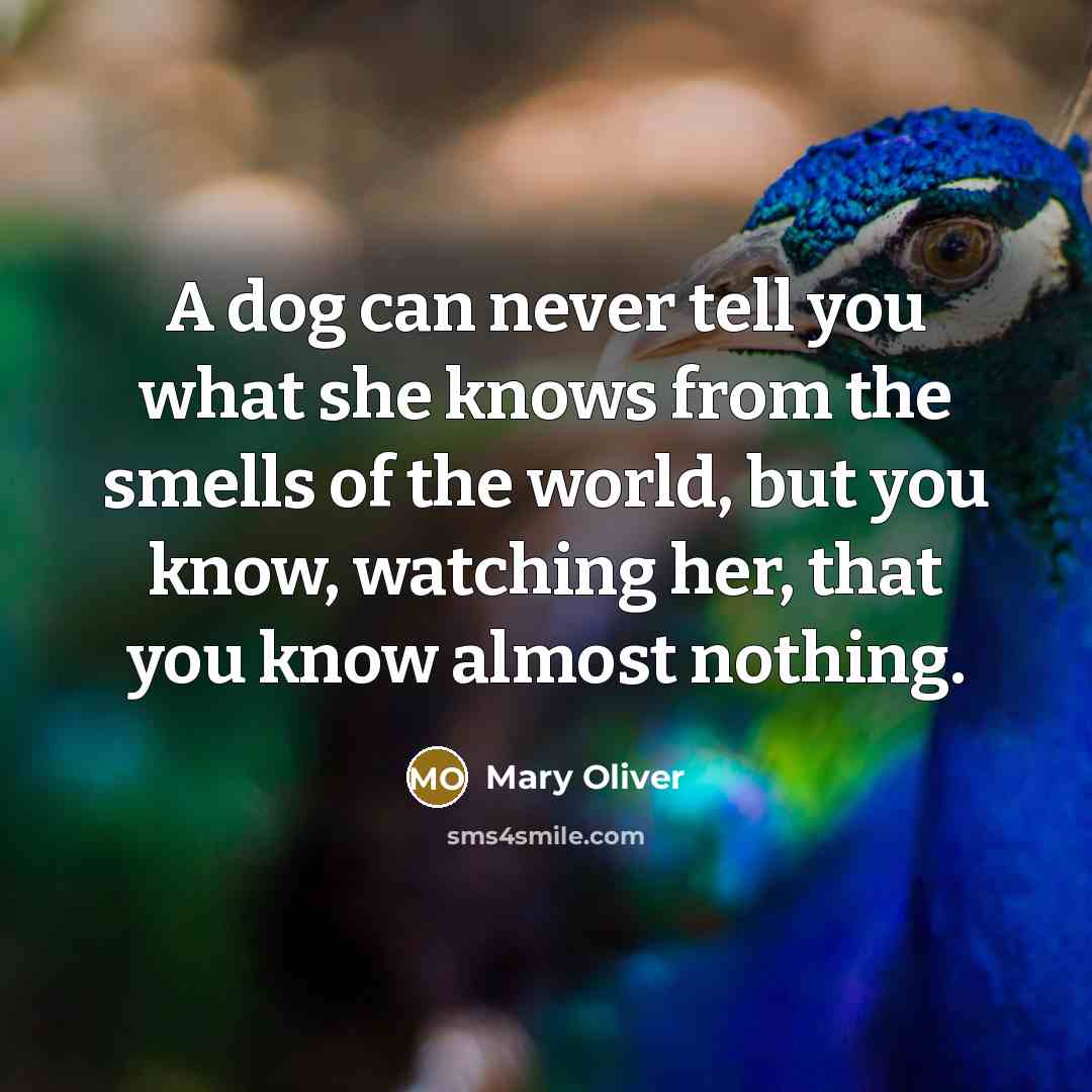 “A dog can never tell you what she knows from the smells of the world, but you know, watching her, that you know almost nothing.” quote by Mary Oliver