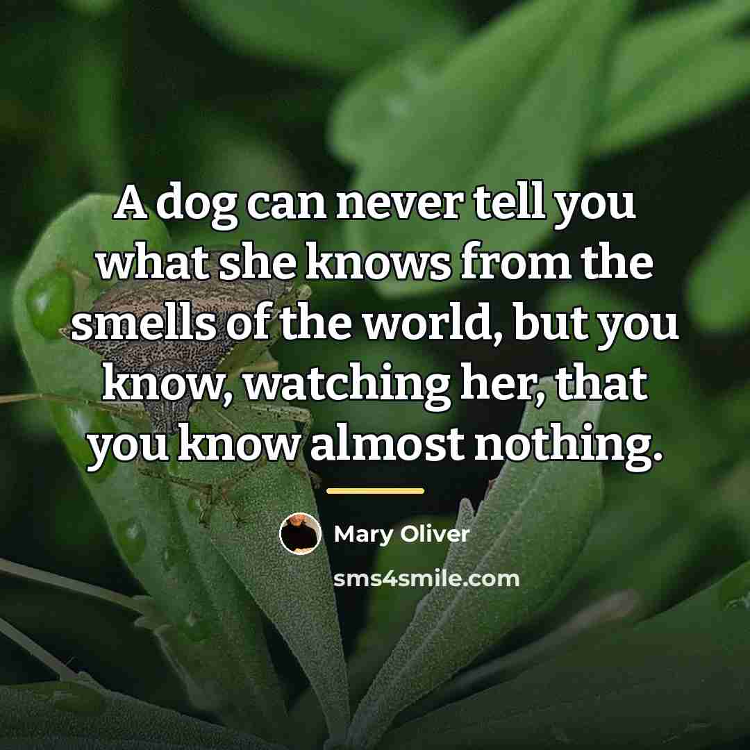 “A dog can never tell you what she knows from…” quote by Mary Oliver
