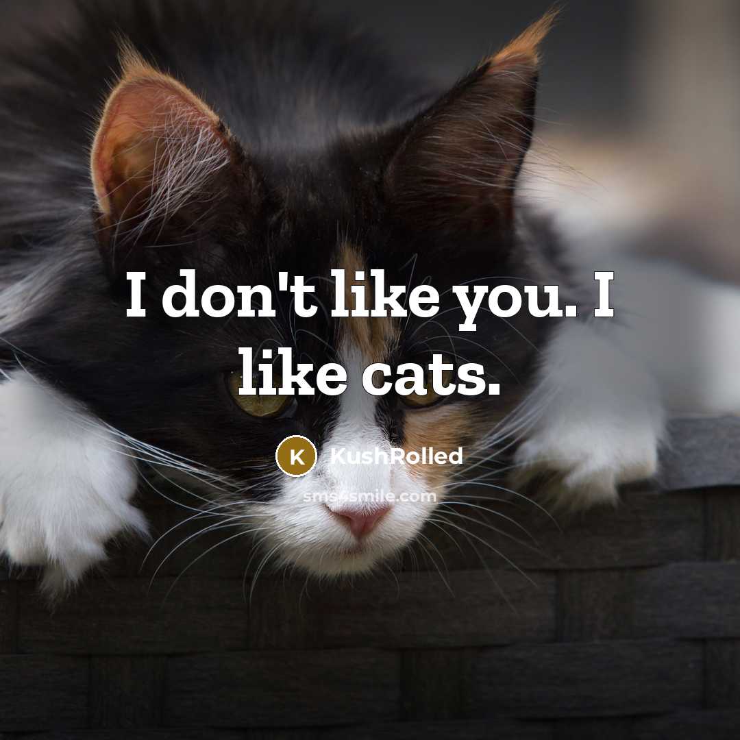 “I don't like you. I like cats.…” quote by KushRolled