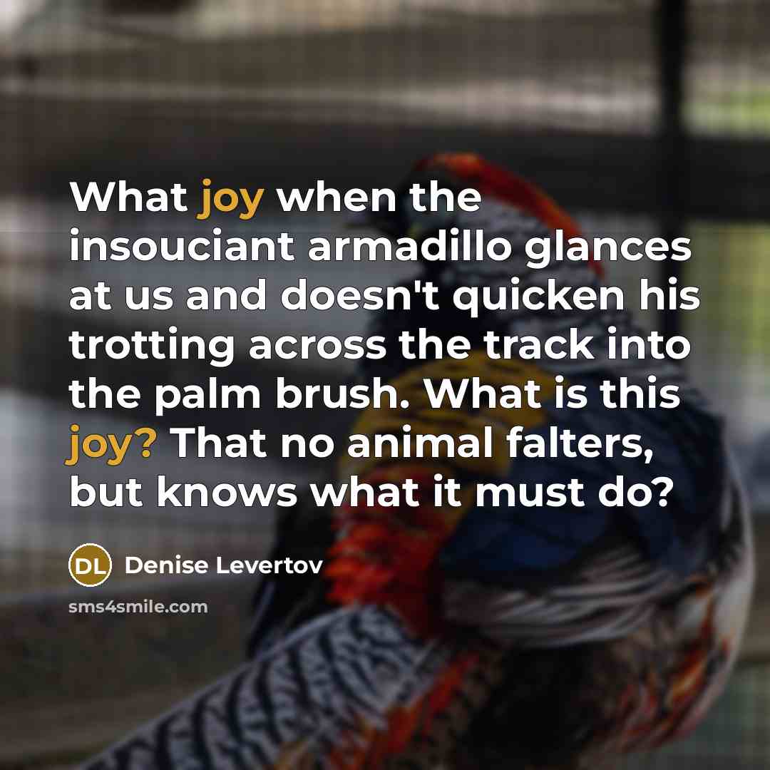 “What joy when the insouciant armadillo glances at us and…” quote by Denise Levertov