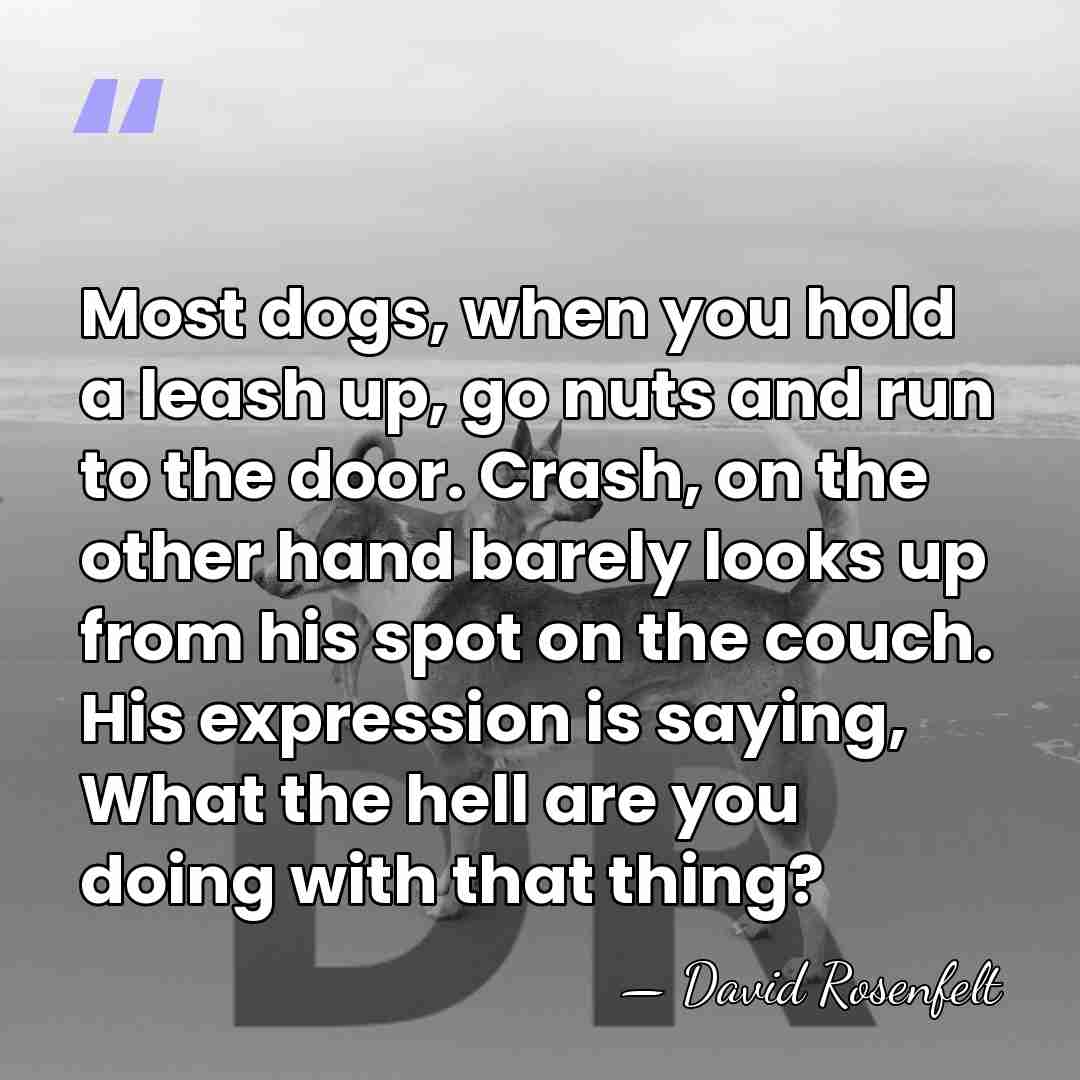 Most dogs, when you hold a leash up, go nuts and run&hellip; - David Rosenfelt