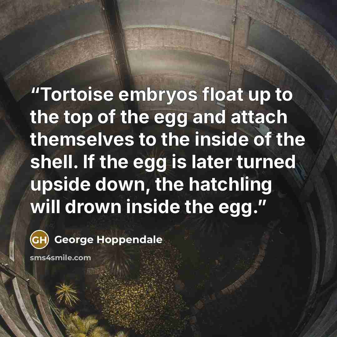 “Tortoise embryos float up to the top of the egg and attach themselves to the inside of the shell. If the egg is later turned upside down, the hatchling will drown inside the egg.” quote by George Hoppendale
