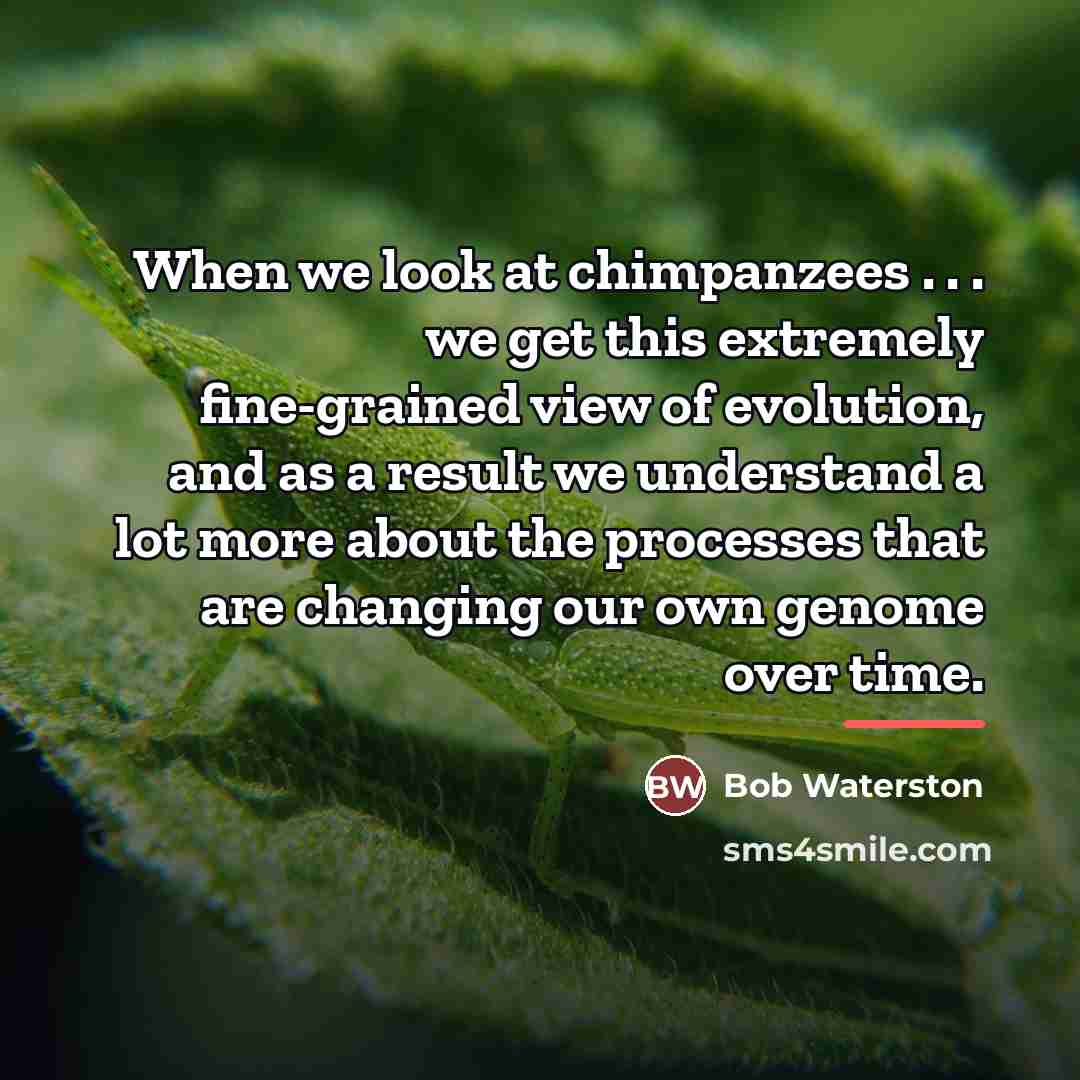 “When we look at chimpanzees . . . we get…” quote by Bob Waterston