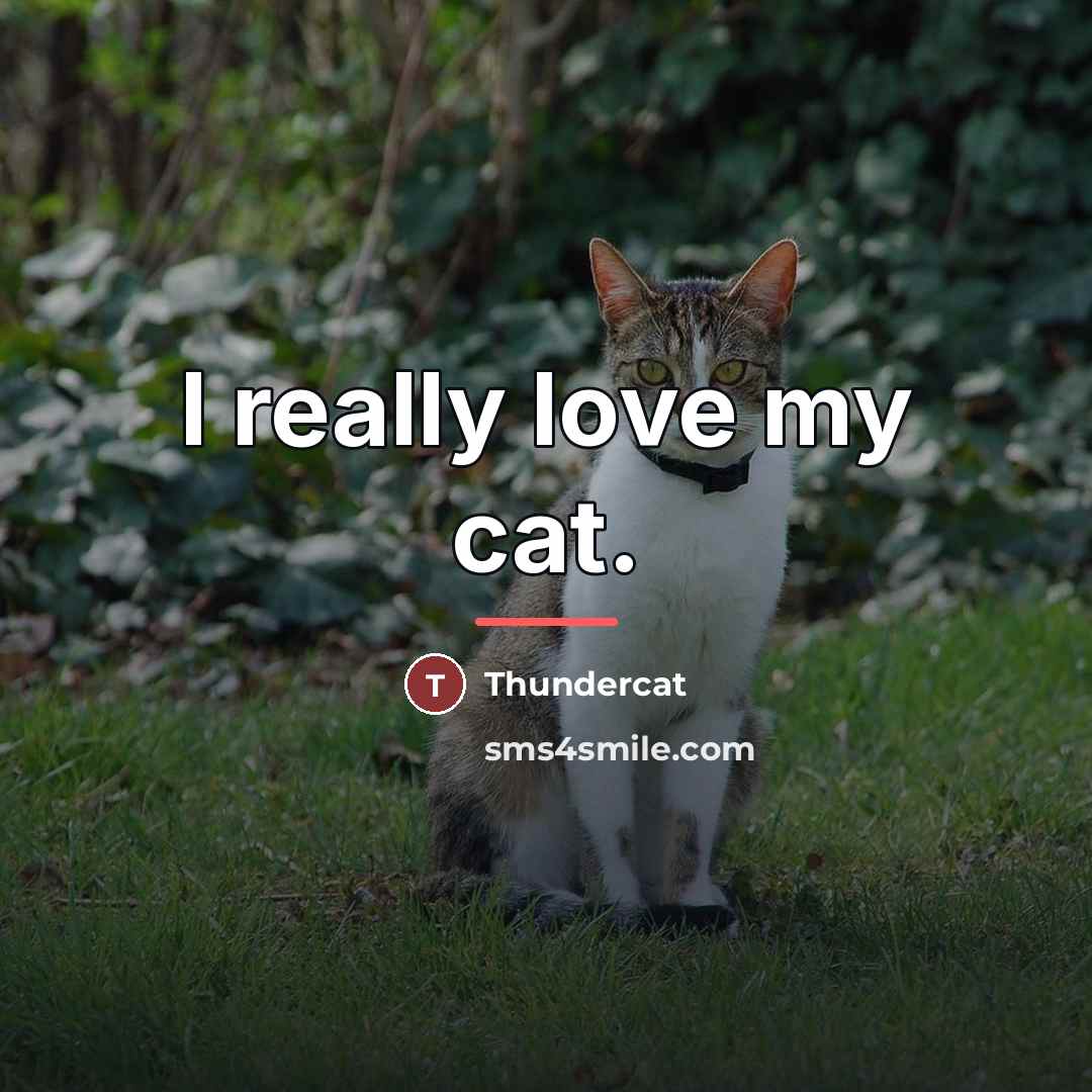 “I really love my cat.…” quote by Thundercat