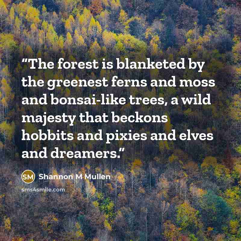 “The forest is blanketed by the greenest ferns and moss and bonsai-like trees, a wild majesty that beckons hobbits and pixies and elves and dreamers.” quote by Shannon M Mullen