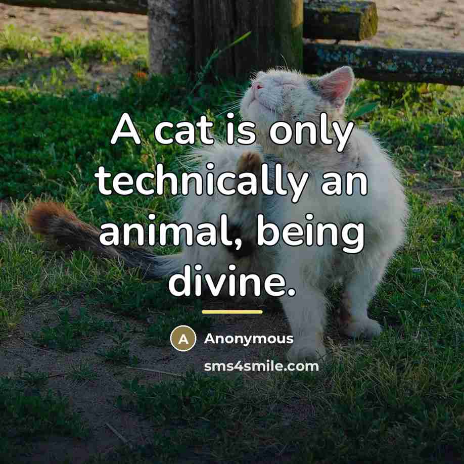 “A cat is only technically an animal, being divine.…” quote by Anonymous