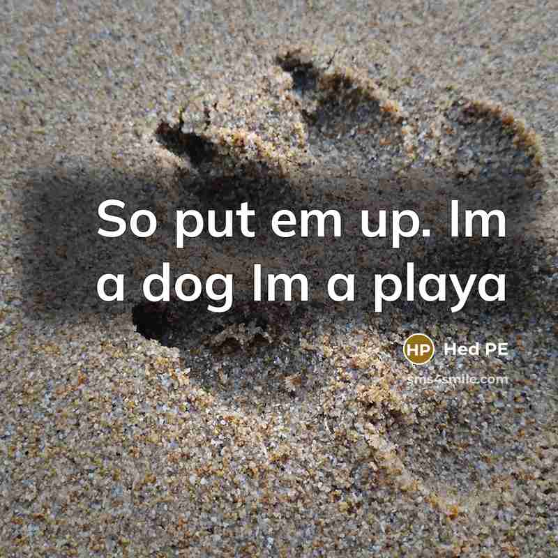 “So put em up. Im a dog Im a playa…” quote by Hed PE