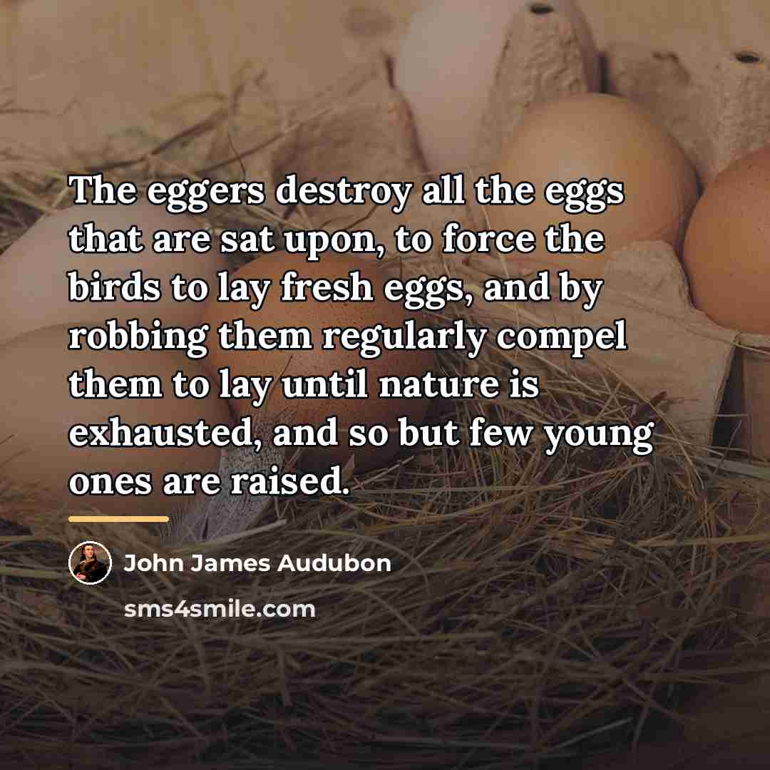 “The eggers destroy all the eggs that are sat upon,…” quote by John James Audubon