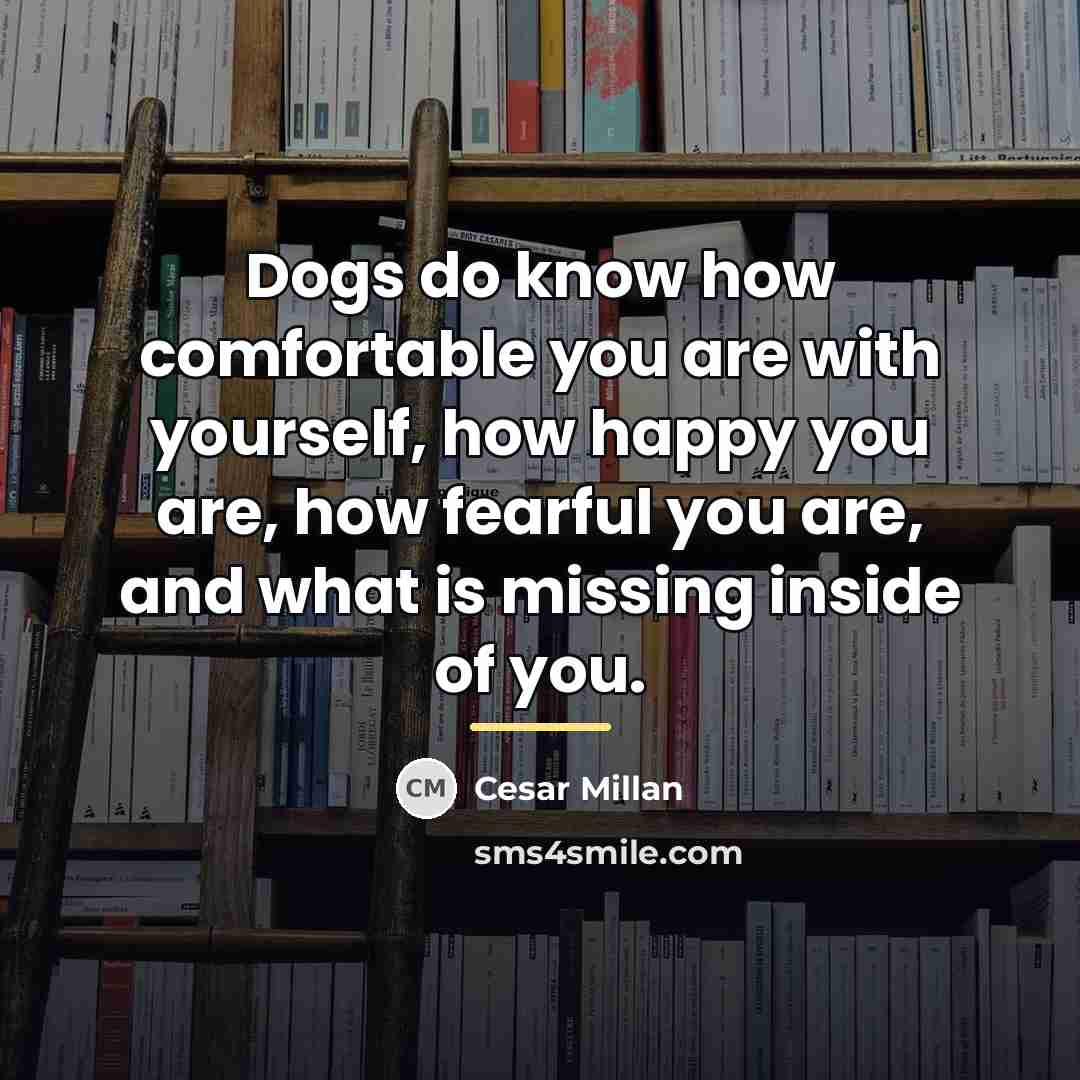 “Dogs do know how comfortable you are with yourself, how…” quote by Cesar Millan