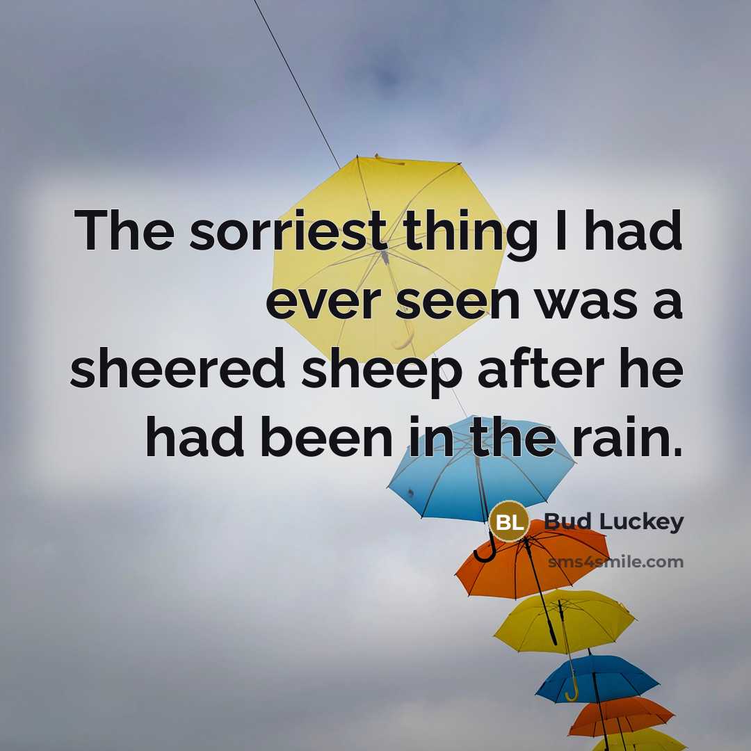 “The sorriest thing I had ever seen was a sheered…” quote by Bud Luckey