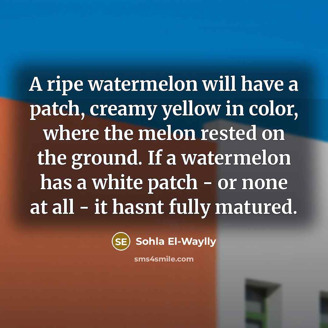“A ripe watermelon will have a patch, creamy yellow in…” quote by Sohla El-Waylly