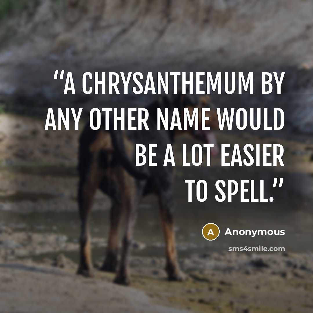 “A chrysanthemum by any other name would be a lot easier to spell.” quote by Anonymous