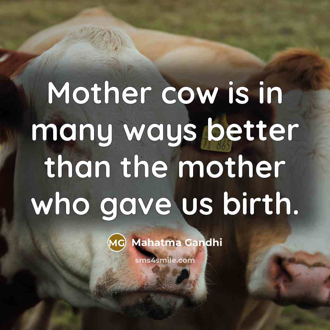 “Mother cow is in many ways better than the mother…” quote by Mahatma Gandhi