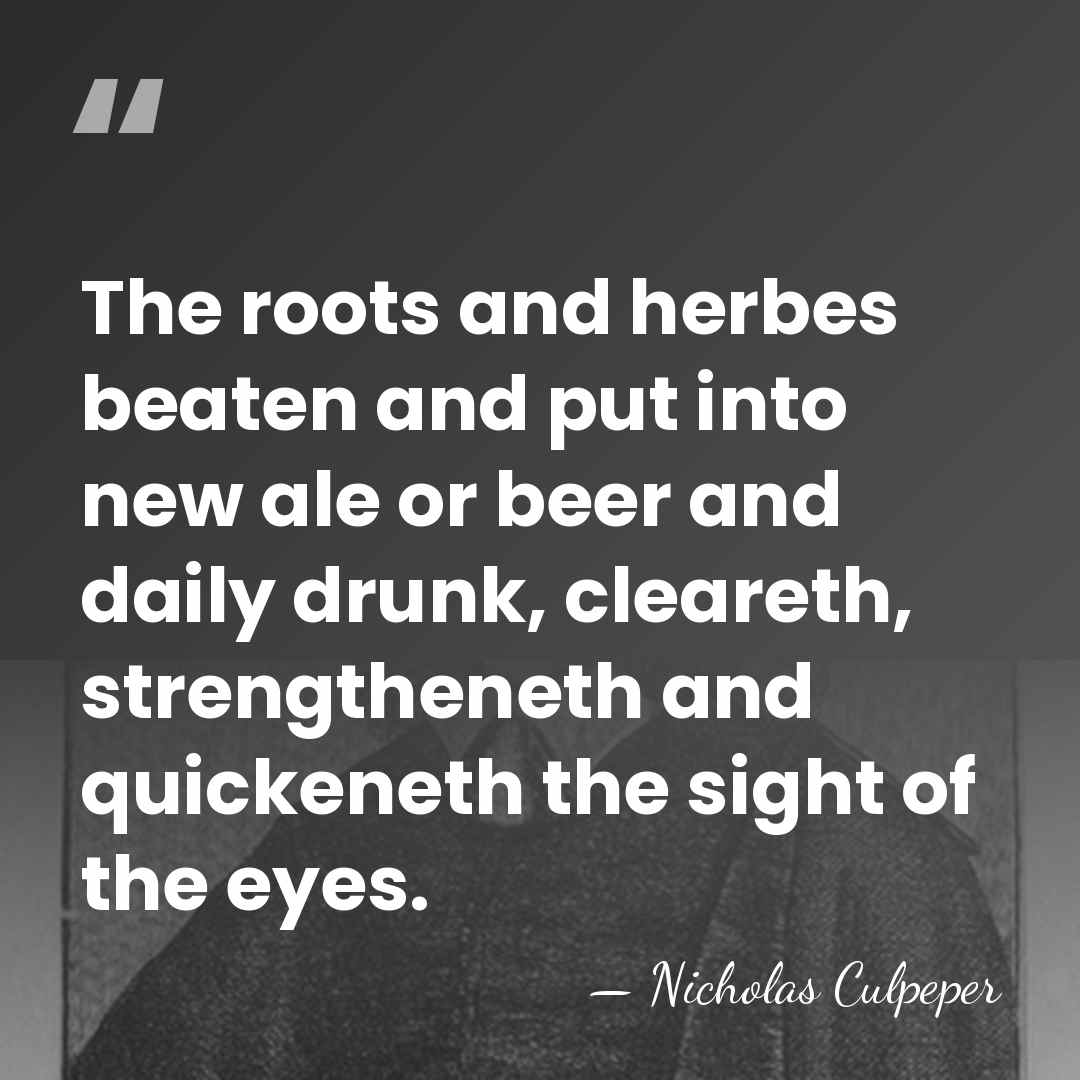 The roots and herbes beaten and put into new ale or beer&hellip; - Nicholas Culpeper
