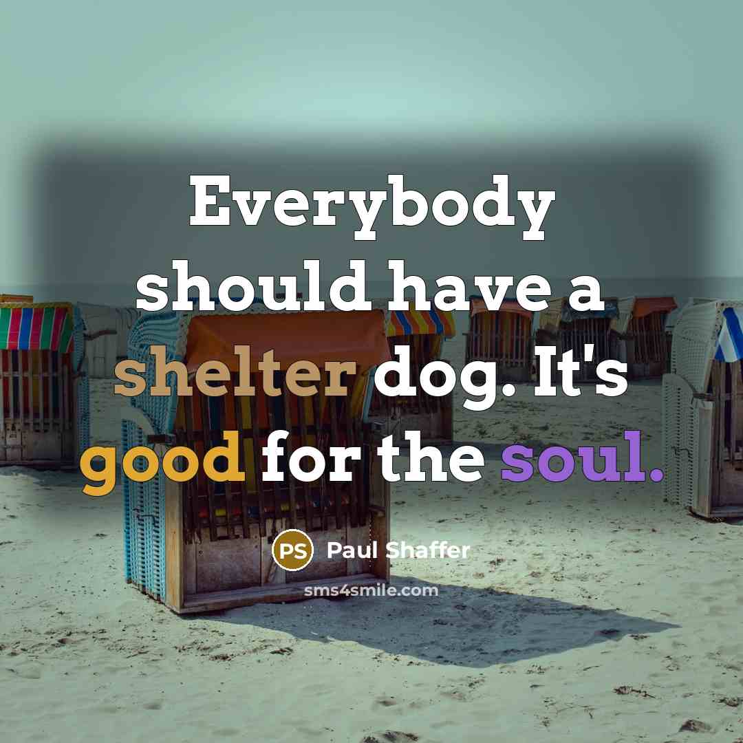 “Everybody should have a shelter dog. It's good for the…” quote by Paul Shaffer