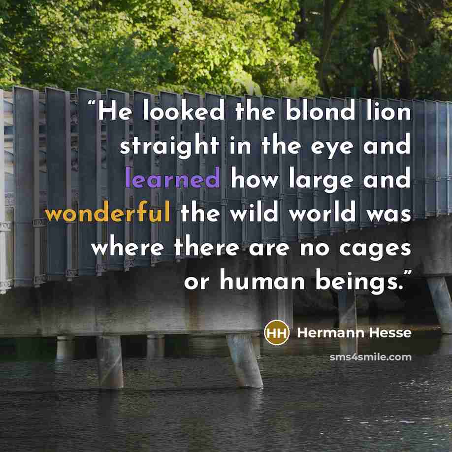 “He looked the blond lion straight in the eye and learned how large and wonderful the wild world was where there are no cages or human beings.” quote by Hermann Hesse