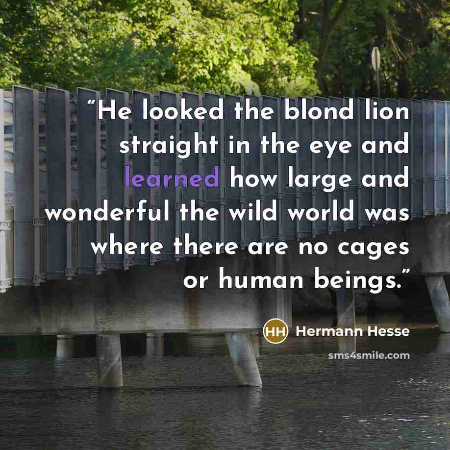 “He looked the blond lion straight in the eye and learned how large and wonderful the wild world was where there are no cages or human beings.” quote by Hermann Hesse