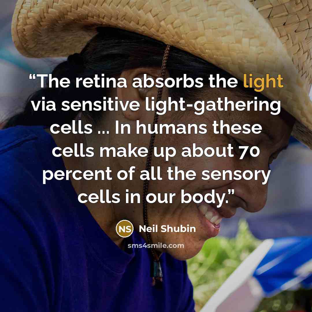 “The retina absorbs the light via sensitive light-gathering cells ... In humans these cells make up about 70 percent of all the sensory cells in our body.” quote by Neil Shubin