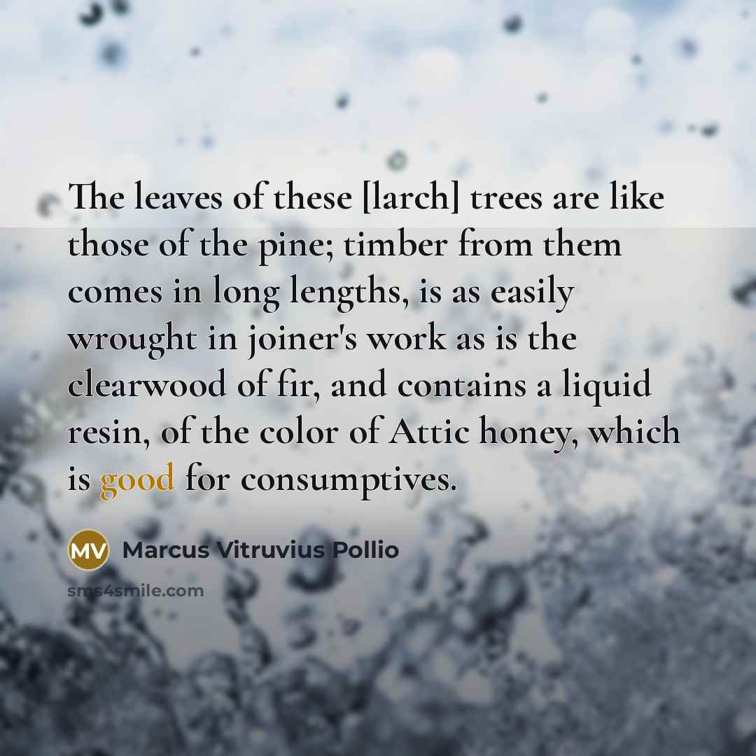 “The leaves of these [larch] trees are like those of…” quote by Marcus Vitruvius Pollio