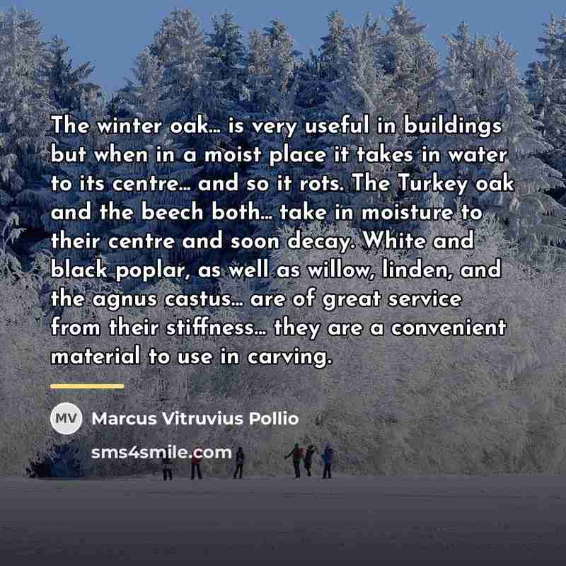 “The winter oak... is very useful in buildings but when…” quote by Marcus Vitruvius Pollio
