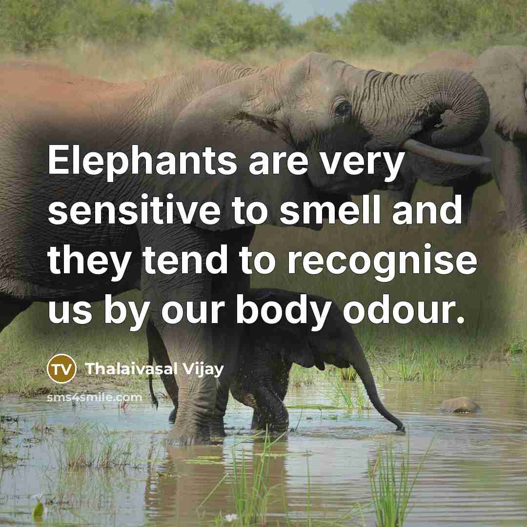 “Elephants are very sensitive to smell and they tend to recognise us by our body odour.” quote by Thalaivasal Vijay