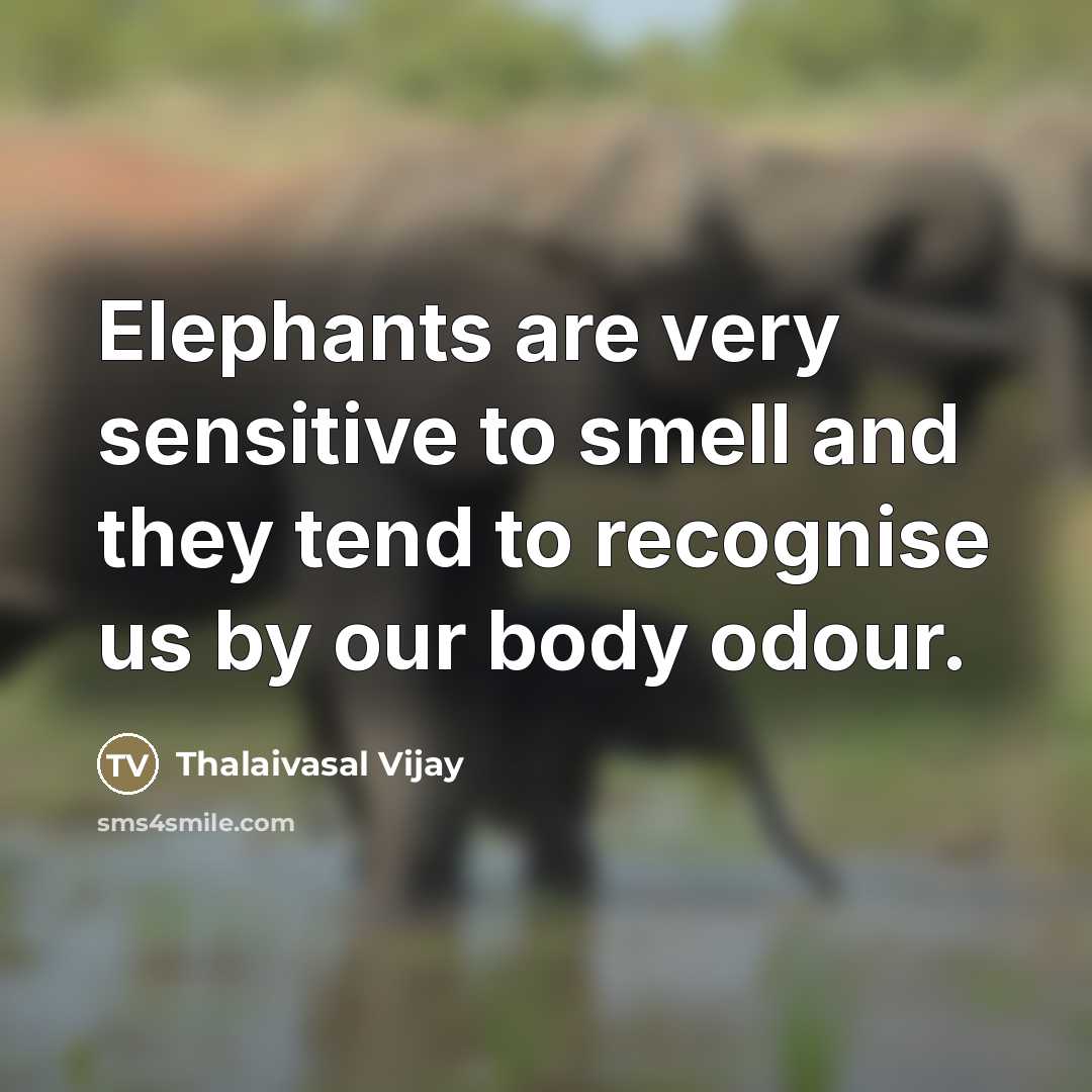 “Elephants are very sensitive to smell and they tend to…” quote by Thalaivasal Vijay
