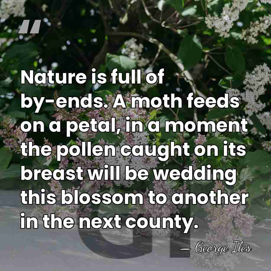 Nature is full of by-ends. A moth feeds on a petal, in&hellip; - George Iles